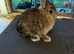 Agouti netherland dwarf buck