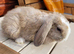 Gorgeous Litter of Mini Plush Lops