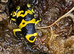 Bumble Bee Dart Frogs