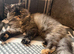Beautiful full Persian tortie female