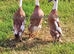 Fawn & White Indian Runner Duck Trio & spare drake