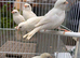Quality Young Canaries for Sale – Proven Breeding Strain