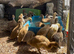 Khaki Campbell ducklings for sale