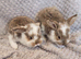 Quality baby french lops pedigree