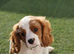 Cavalier King Charles Spaniel!