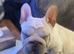 french bulldog boy