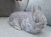 Netherland dwarf baby
