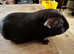 Beautiful Guinea Pigs