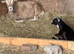 Castrated male pygmy goat 8 months