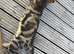 8 Month Tabby/Bengal cross