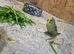 Stunning Budgies for sale