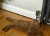 Rare LH cinnamon British longhair female kitten
