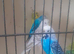 Budgies for sale