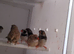 12 zebra finches