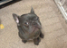Blue French bulldog