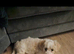 Bichon frise