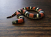 Tri Colour Hognose Snakes