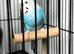 2 male budgies 1 year old £20 each