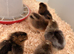 Crested Cream Legbars 2 males available