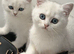 *y; Courtesy Sale - Beautiful British Shorthair Kittens Looking for Loving Homes