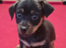 Jack Russell puppies
