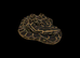 BURMESE PYTHONS