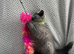 Pure Breed British Shorthair Kittens