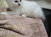 PRICE REDUCED EXQUISITE RAGDOLLS