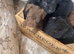 Patterdale puppies