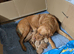 Red and golden lab puppies