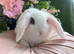Mini lops
