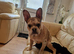 French bulldog  girl