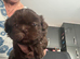 Chocolate Imperial Shihtzu