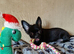 REDUCED Chihuahua Puppies READY NOW