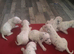 New litter of Dalmatian pups