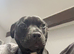 Beautiful Staffordshire bull terrier Athena