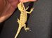Baby bearded dragons