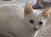 Full white kittens