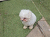 Bichon Maltese For Sale
