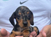 Miniature dachshund puppies