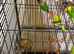 Baby lovebirds