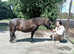 Quality registered standard shetland gelding