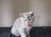 British short hair kittens