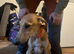 Saluki x greyhound puppy