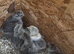 3 week old Brahmas