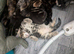 3 kittens