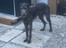 Wheaton greyhound cross Beddy greyhound
