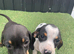 2 beautiful dachshund puppies ready for new homes!!!