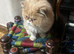 Oggy Persian cat