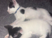 7 beautiful kittens
